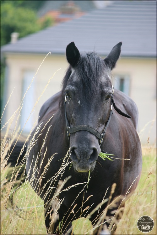 Les chevaux