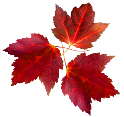 Tubes png feuilles