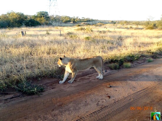 AFRIQUE du SUD : juin 2018 : 2 ème safari