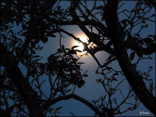 lune- arbres, nuit -jardin 