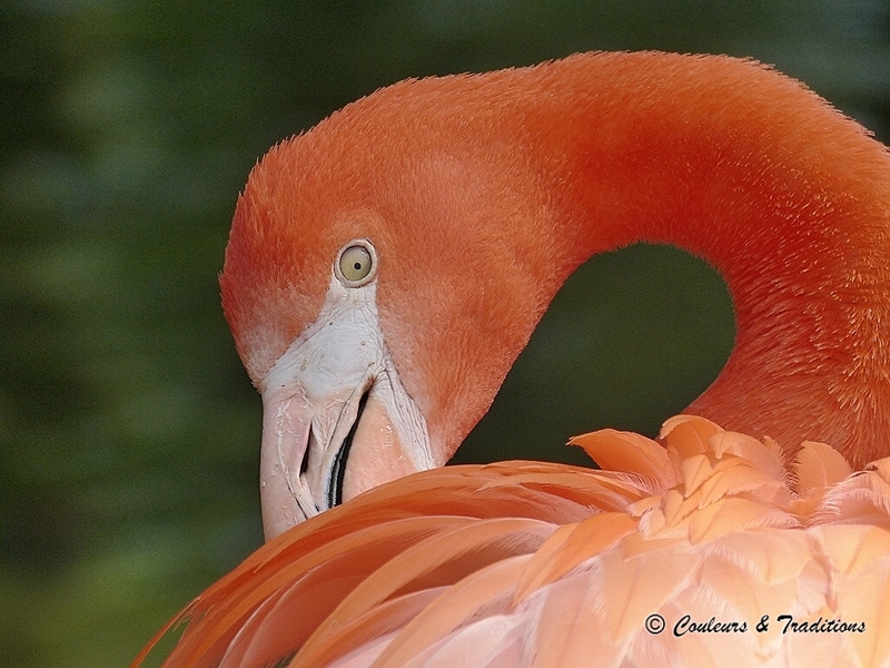 Flamants rouge des caraibes 