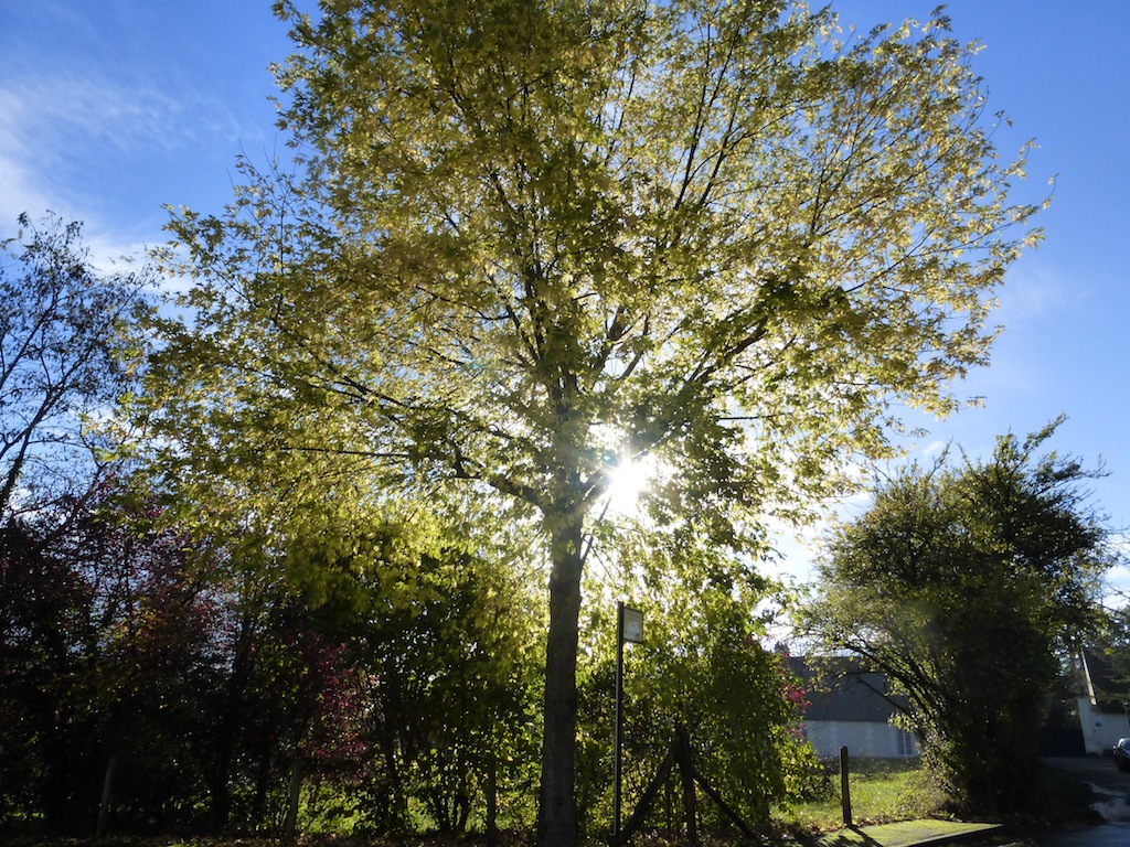 BEAUX ARBRES ET BEUAX CIELS8