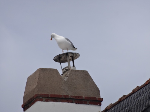 Le voyage d'un goeland