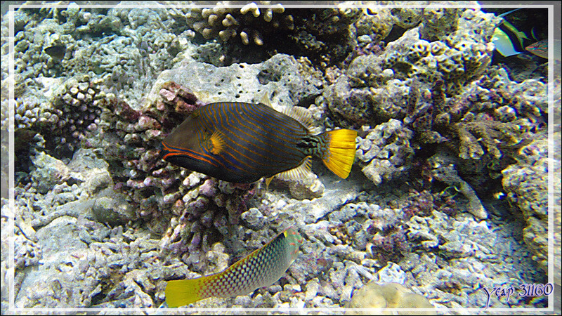 Baliste strié ou ondulé, Orange-lined or undulate triggerfish (Balistapus undulatus) - Snorkeling à Athuruga - Atoll d'Ari - Maldives