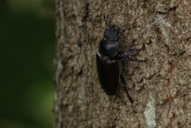 Lucanes cerf-volant ( lucanus cervus )