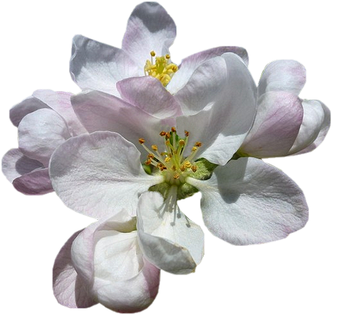 Tubes png fleurs cerisiers et pommiers