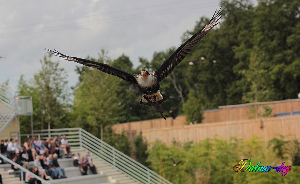 le spectacle des oiseaux au zooparc de Beauval est magnifique!!!