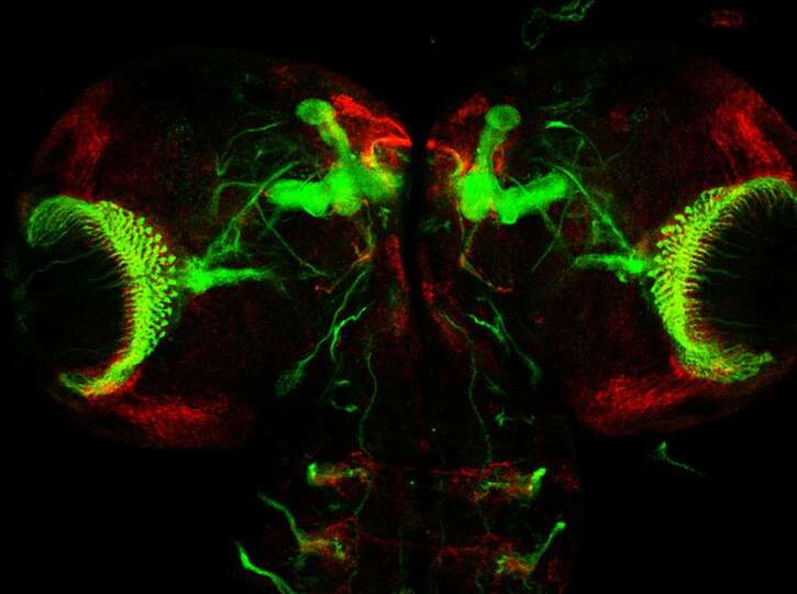 Médecine 2:  Le cerveau en 13 images méconnues et pourtant incroyables