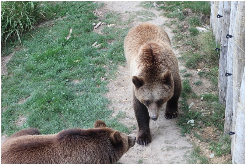 Au zoo de Beauval-33-Les ours