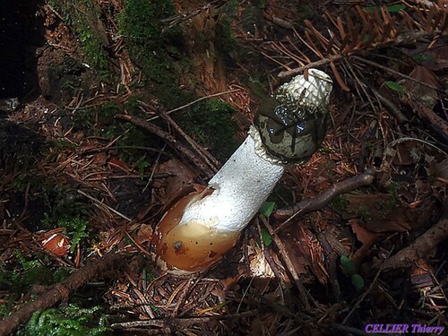 Phallus Impudicus (satyre puant)