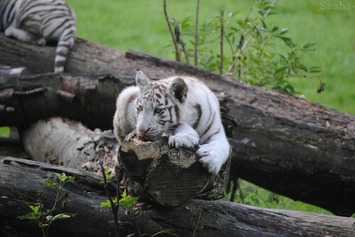 (22) Les petites tigresses blanches.