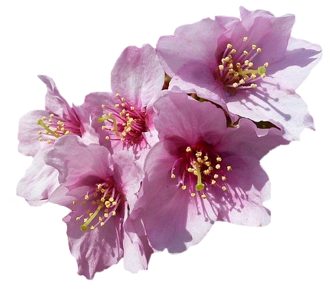 Tubes png fleurs cerisiers et pommiers