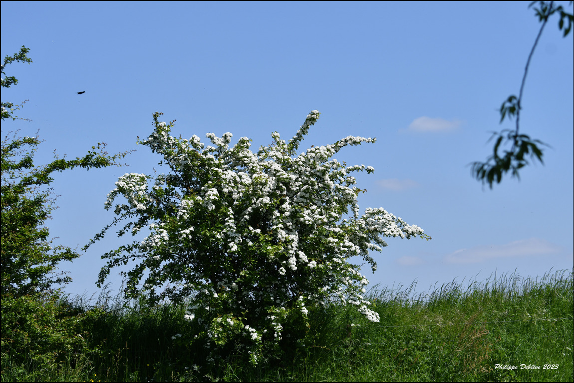 La vie à la campagne (1)