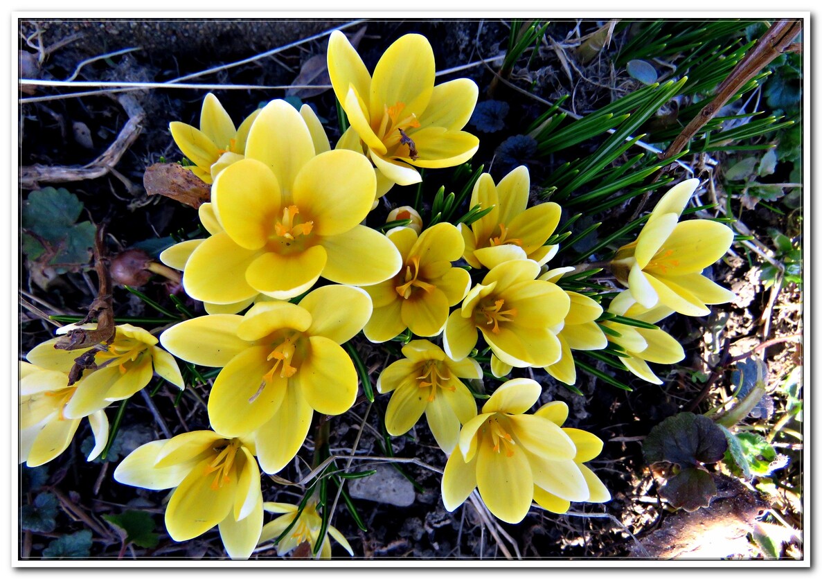 LES PREMIERES FLEURS 2019