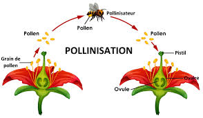 Bee my friend : pollinisateurs par nature