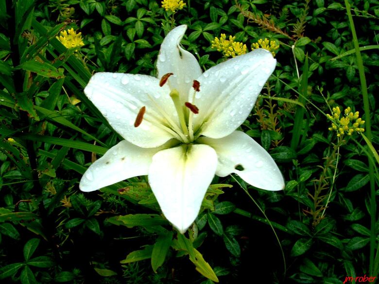 Le lis ou lys blanc ?  une plante pleine de pouvoirs 