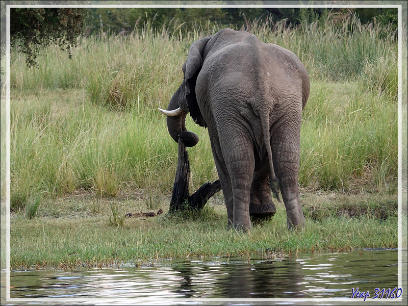 Nous nous sommes approchés des éléphants qui se sont, après des hésitations, mis à boire tranquillement - Fleuve Zambèze - Zimbabwe 