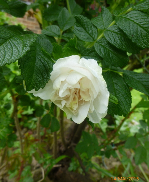 Premières roses