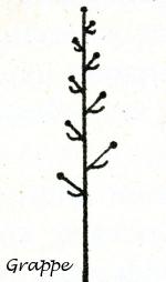 Inflorescences