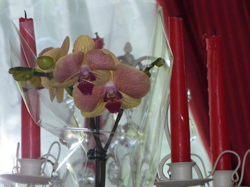 Quelques orchidées de ma maison