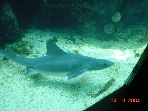 Océanopolis Finistère