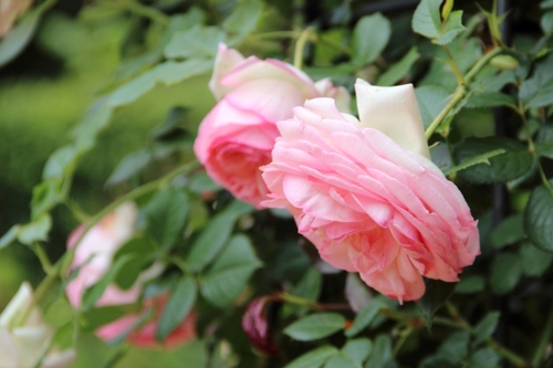Les roses des jardins de Chaumont