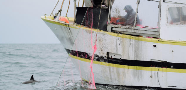 L’opération de Sea Shepherd France Dolphin Bycatch. Les bénévoles de l’association surveillent les remontées de filets et de chaluts en mer à la recherche de captures accidentelles de dauphins, le 6 mars 2023.  (MAYLIS ROLLAND / Hans Lucas via AFP)
