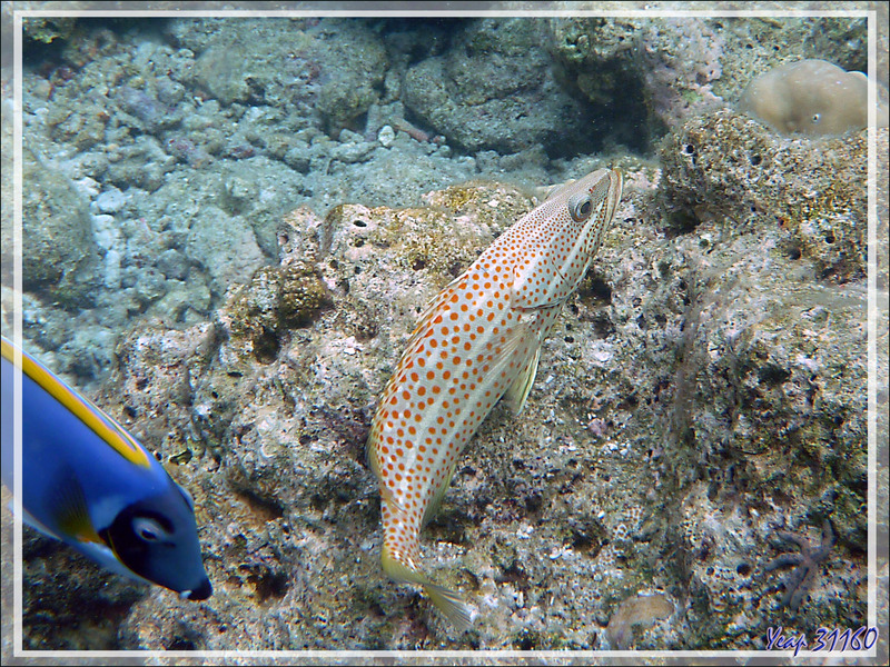 Mérou élégant, Loche à lignes blanches, Mérou tacheté de rouge, Slender grouper, Whitelined rockcod (Anyperodon leucogrammicus) - Moofushi - Atoll d'Ari - Maldives