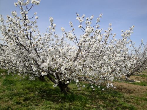 Céret - Les cerisiers en fleurs