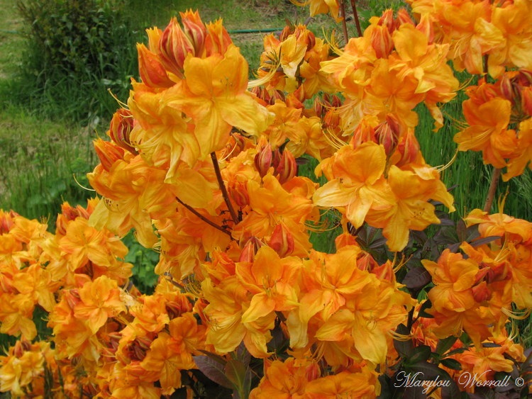 Nouvelles du Canada 176 : Azalées et rhododendrons