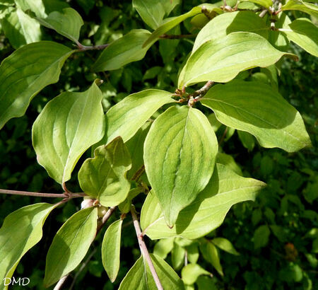 Cornus mas - cornouiller mâle