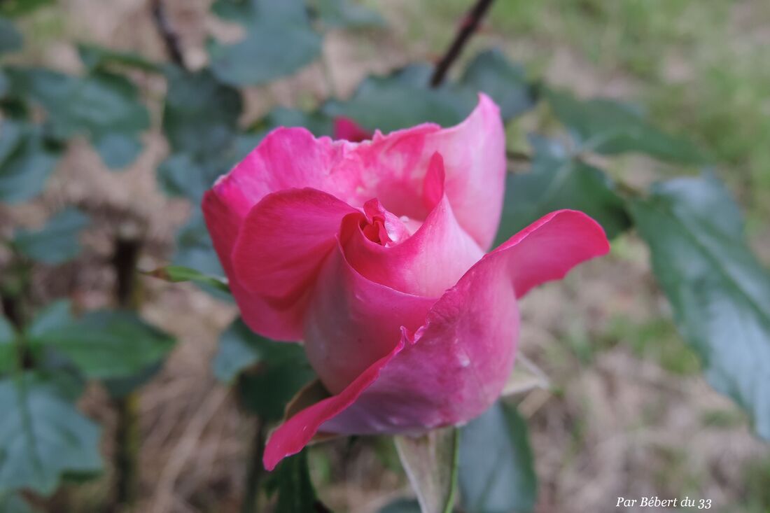 mes fleurs du jardin pour toi !