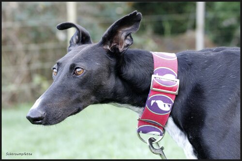 C'est moi Marvin, mâle noir invisible / Au nom des Galgos