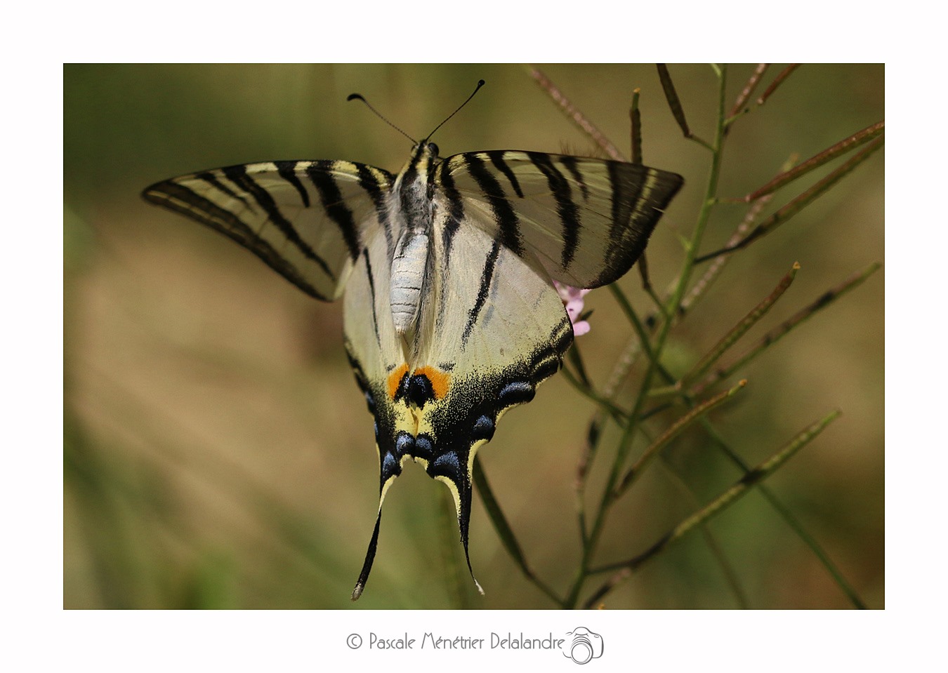 Flambé (Iphiclides podalirius) - Papilionidae