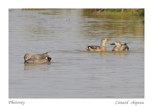 Canard  chipeau