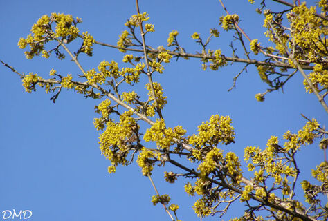 Cornus mas - cornouiller mâle