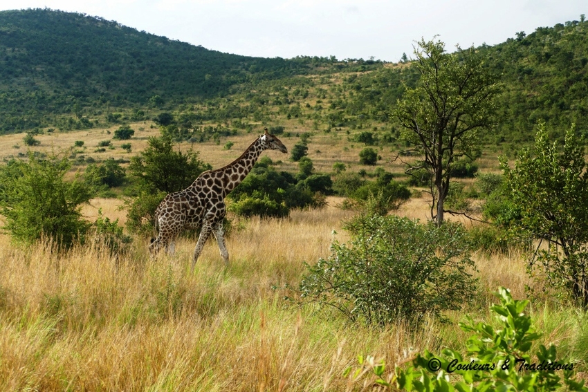 Familles de girafes 