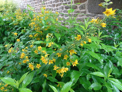 Le jardin des Renaudies (Mayenne)