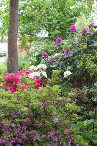 Trio parfait : rhododendron yakushimanum 'Golden Torch', azalées 'Shiha' et 'Ho oden'