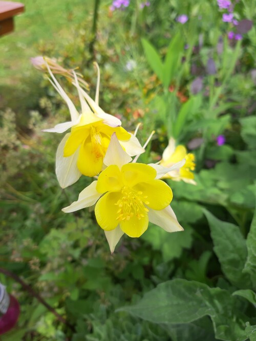 Un petit tour dans le jardin