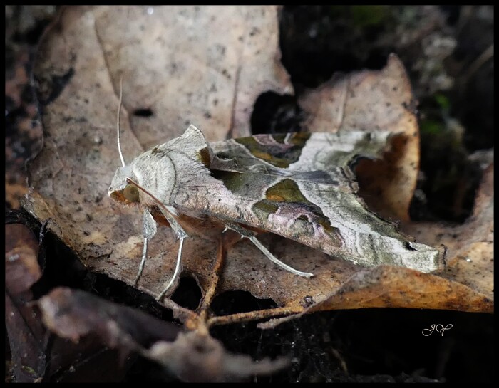  Phlogophora meticulosa.