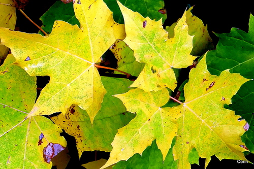 Belles feuilles jaunes d'automne