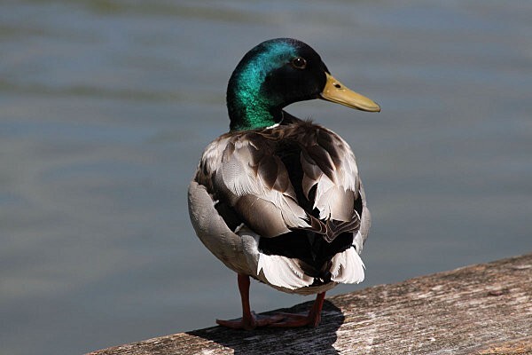 colvert