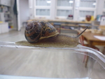 MM Escargots en classe