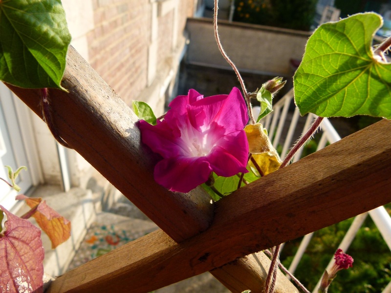 Quelques fleurs du jardin