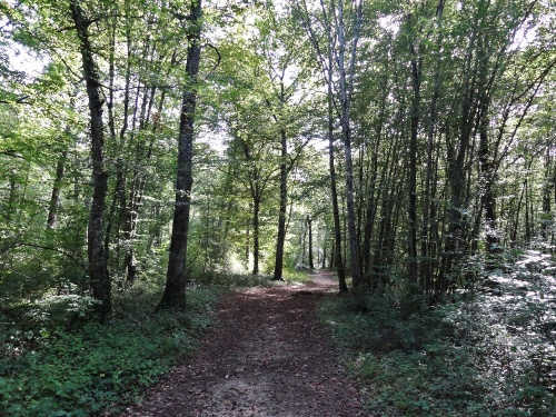 Le parcours de santé en forêt châtillonnaise...