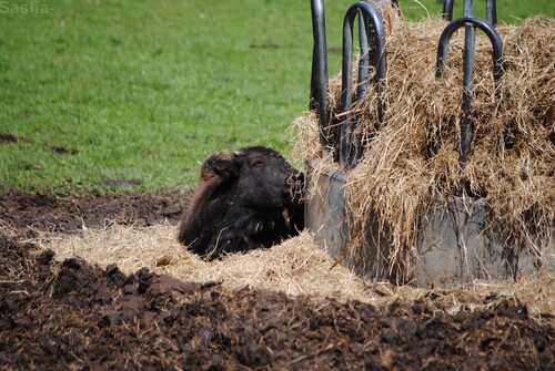 (4) Le bison d'Amérique.