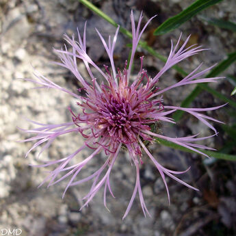 Centaurea scabiosa - centaurée scabieuse