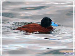 Erismature des Andes mâle (Oxyura ferruginea) - Andean Duck male - Lac Titicaca - Pérou