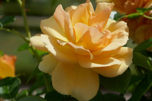 Le cartoscope du mardi 2 juillet 2024